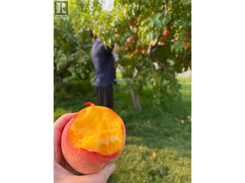 Tasty tree ripened peaches at 15230 89th Street, Osoyoos Rural